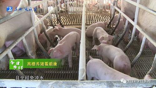 袁湘南猪场爆料视频,揭开养殖业的惊人内幕  第3张